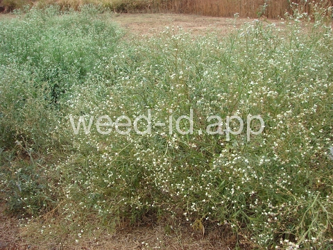parthenium, ragweed